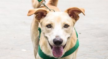 Prefeitura do Recife agenda 500 castrações no Hospital Veterinário para segunda quinzena de outubro