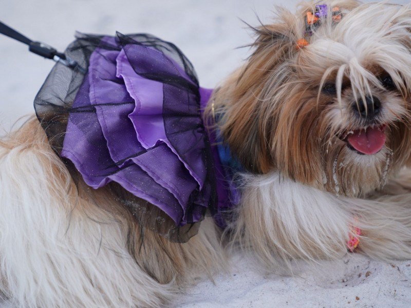 Um cachorro da raça Shitzu usando uma fantasia roxa de ruxa.                 