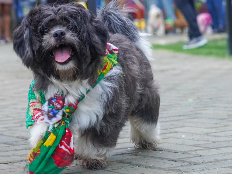 Foto: Arnaldo Carvalho/Especial para o RioMar Recife