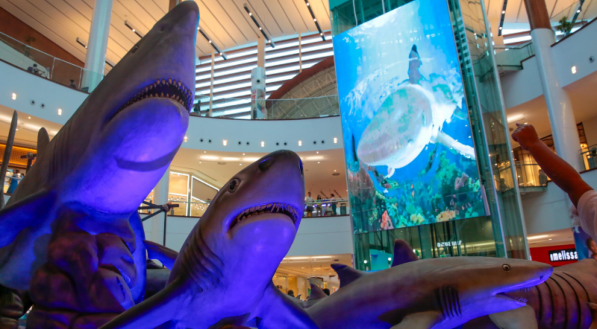 Sharks &amp; Cia. 