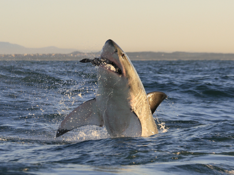 Foto: Getty Images