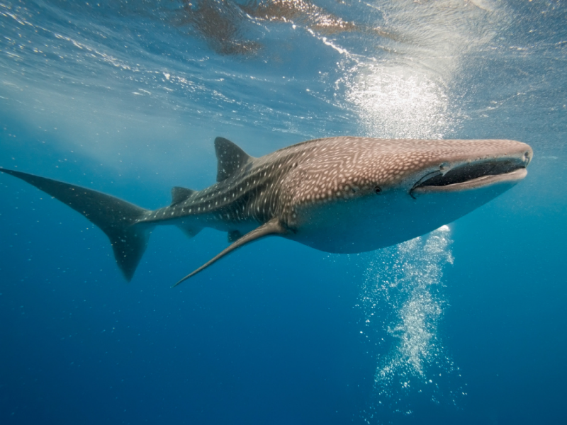 Foto: Getty Images