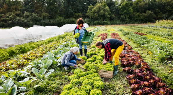 Dia do Agricultor e da Agricultora.