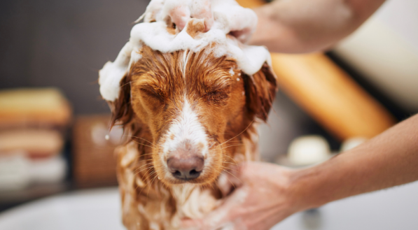 Um cão de pelo marrom e branco está de olhos fechados, coberto de espuma de sabão no banho. Duas mãos fazem a massagem da lavagem em sua cabeça e corpo.