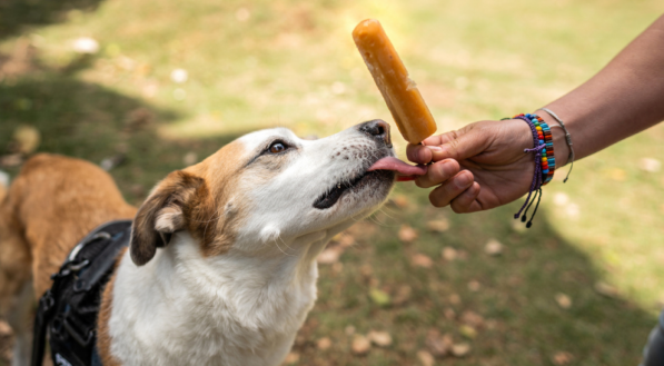 Um cão de porte médio, de pelo branco e marrom, lambe um picolé que uma pessoa, de pulseiras coloridas, está segurando. O cão está com uma coleira preta em um gramado ao ar livre.