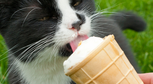 Um gato preto e branco lambe a ponta de uma casquinha de sorvete de baunilha com a língua rosa. O fundo da imagem é gramado, e uma mão segura o doce.
