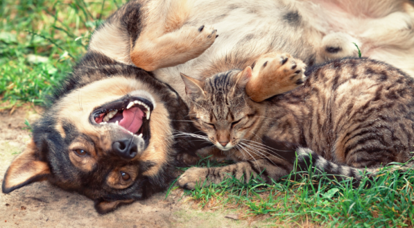 Um cão deitado de costas, com a boca aberta, e um gato malhado repousando sobre ele. Ambos estão deitados sobre a grama.