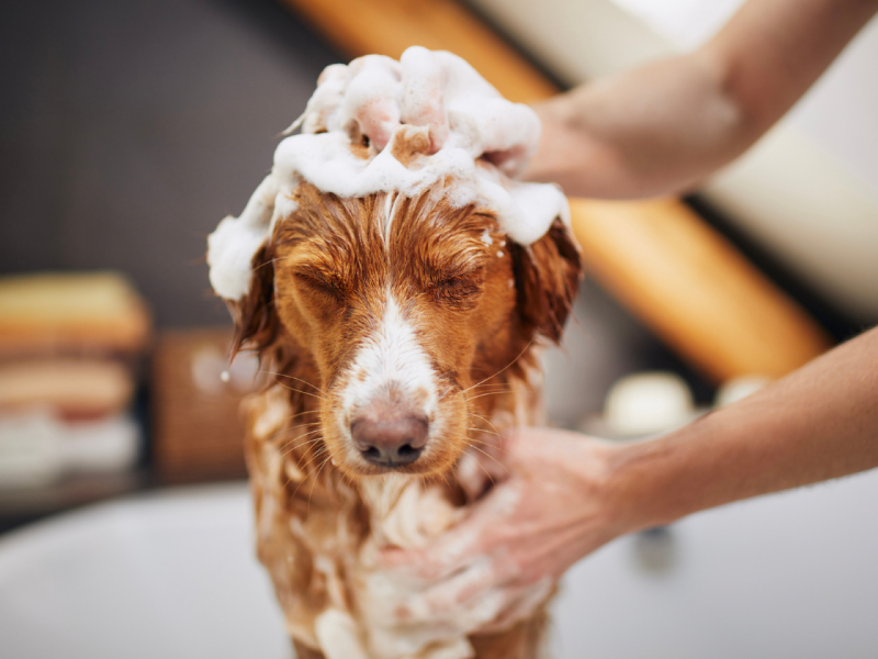 Um cão de pelo marrom e branco está de olhos fechados, coberto de espuma de sabão no banho. Duas mãos fazem a massagem da lavagem em sua cabeça e corpo.