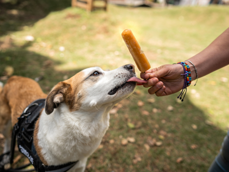 Um cão de porte médio, de pelo branco e marrom, lambe um picolé que uma pessoa, de pulseiras coloridas, está segurando. O cão está com uma coleira preta em um gramado ao ar livre.