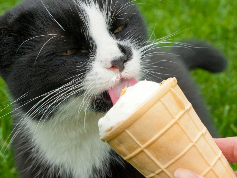 Um gato preto e branco lambe a ponta de uma casquinha de sorvete de baunilha com a língua rosa. O fundo da imagem é gramado, e uma mão segura o doce.