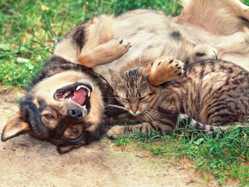 Um cão deitado de costas, com a boca aberta, e um gato malhado repousando sobre ele. Ambos estão deitados sobre a grama.
