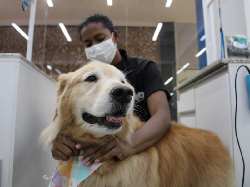 Uma Golden Retriever sorridente, usando uma bandana, olha para o lado após um tratamento no pet shop.
