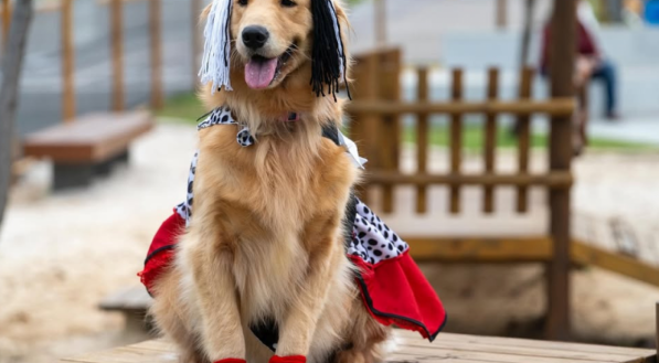 Um Golden Retriever calmo, sentado em uma estrutura de madeira ao ar livre, est&aacute; fantasiado de Cruella de Vil, com peruca preta e branca e vestido d&aacute;lmata.