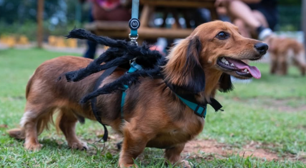  Um Dachshund (salsicha) de pelo longo, cor caramelo, anda na grama, vestindo uma fantasia de aranha preta presa em seu dorso por um peitoral.