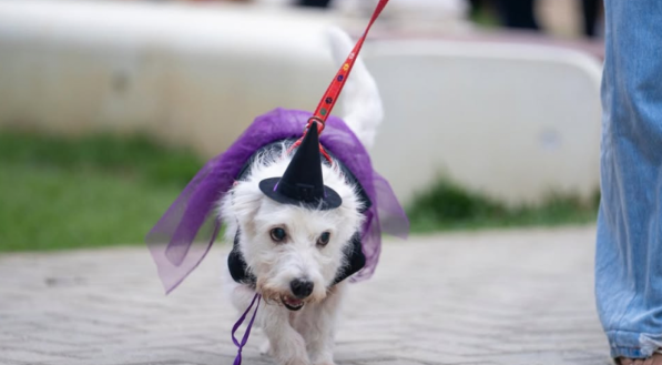 C&atilde;o pequeno, branco, andando na coleira, usa uma fantasia de bruxa com chap&eacute;u preto pontudo e uma capa de tule roxa, em um piso de paralelep&iacute;pedos.