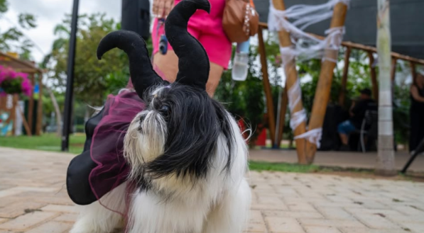 C&atilde;o Shih Tzu usa uma fantasia preta e roxa de Mal&eacute;vola, posando no ch&atilde;o de paralelep&iacute;pedos.