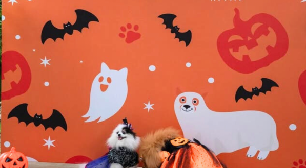 Dois c&atilde;es Pomeranos fantasiados est&atilde;o em frente a um painel laranja de Halloween decorado com morcegos, fantasmas e a marca &quot;PETMAR RIO MAR RECIFE&quot;.