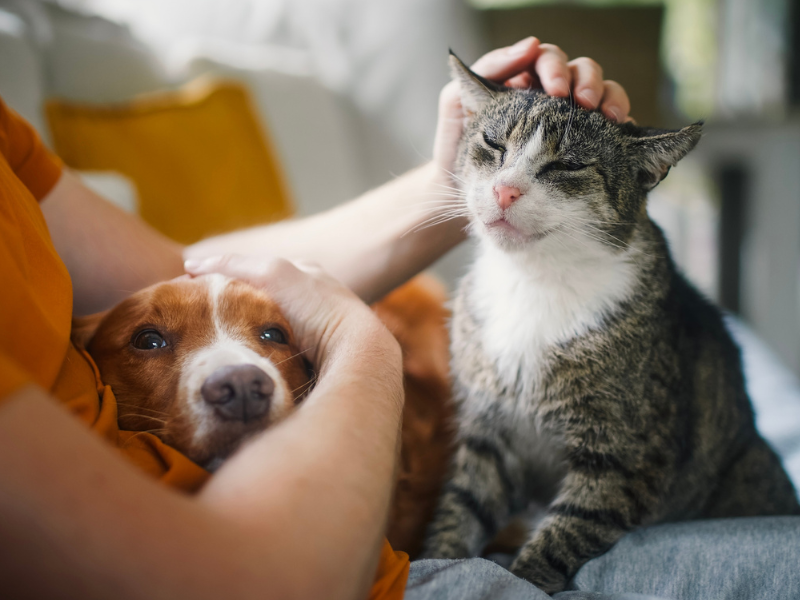 Close-up fofo de um filhote de gato malhado (cinza e branco) e um cachorro branco deitados lado a lado, com o rosto do cachorro em primeiro plano.