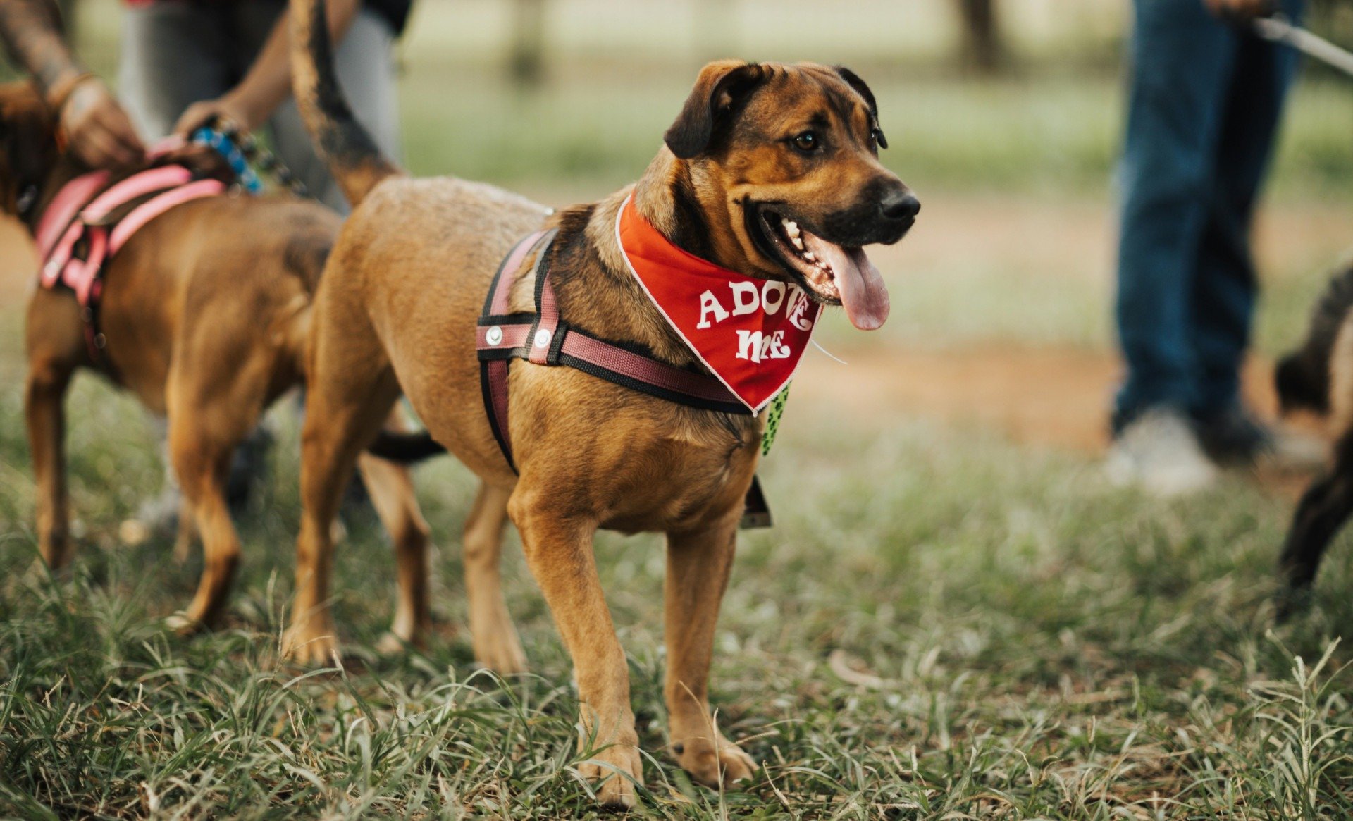 cachorro com bandana vermelha amarrada no pescoço e língua de fora