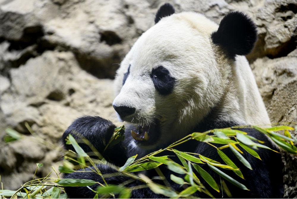 Panda se alimentando