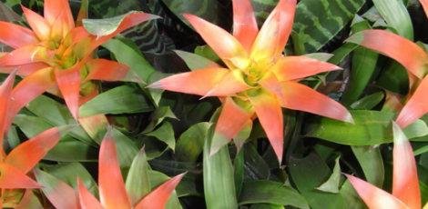 Jardim Botânico do Recife recebe novas espécies de plantas 