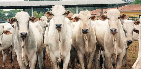 Irã suspende embargo para a carne bovina in natura do Paraná