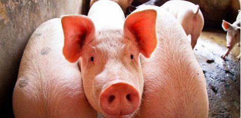 Segundo ONG, outros 30 porcos que sobreviveram foram levados para um santuário animal