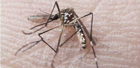 OMS defende testes com mosquitos geneticamente modificados para acabar com zika