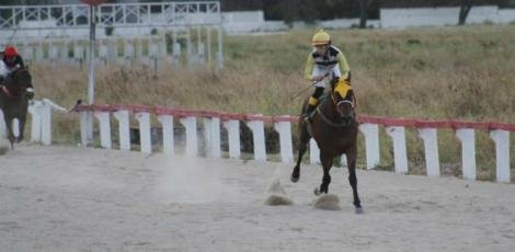 Cavalos do GP Bento Magalhães recebem tratamento vip
