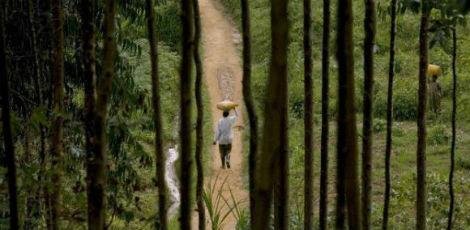 O lema no Dia Internacional da Florestas &eacute; &quot;Florestas e Sa&uacute;de&quot;