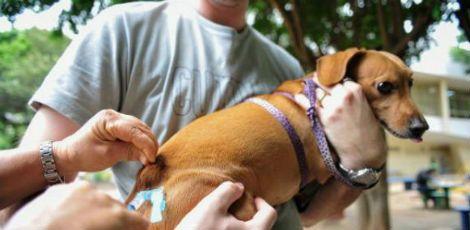 Dez veterinários realizarão consultas clínicas e vacinação contra raiva para cães e gatos