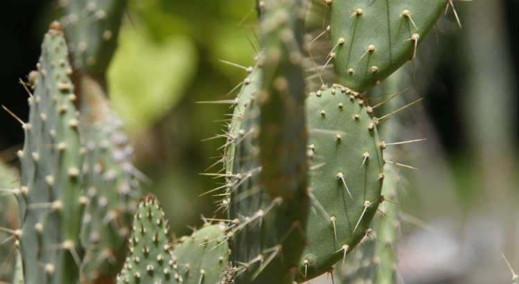 Previsão do tempo: Sertão de Pernambuco atinge 41 °C nesta quarta (5); demais regiões mantêm tempo firme e seco
