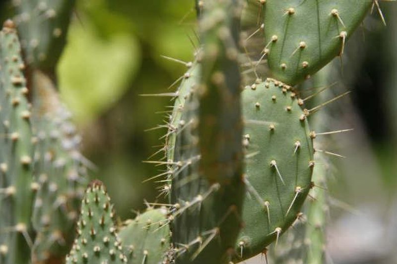 Vegeta&ccedil;&atilde;o de caatinga, t&iacute;pica do Sert&atilde;o pernambucano