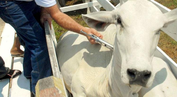 A retirada de recursos prejudica o programa de vacina&ccedil;ao contra a febre aftosa desenvolvido pela Adagro e pelo IPA.