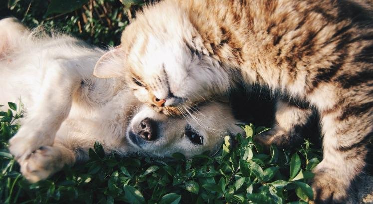 pets
