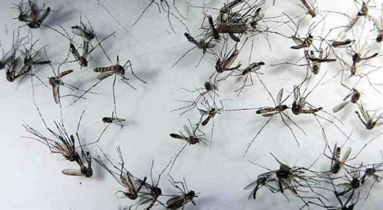 sindrome-congenita-do-zika