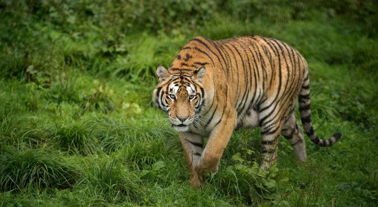 Restam cerca de 4 mil tigres selvagens no mundo