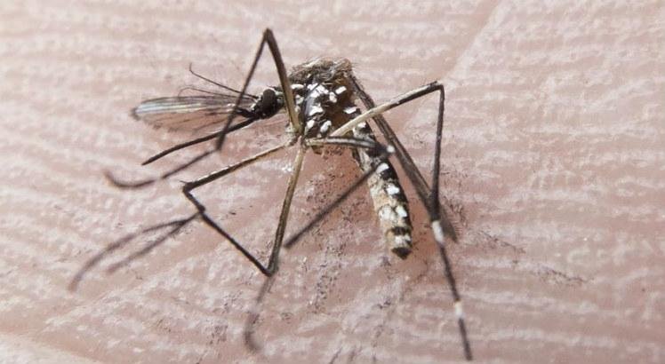 Chicungunha &eacute; uma das arboviroses transmitidas pelo mosquito Aedes aegypti 