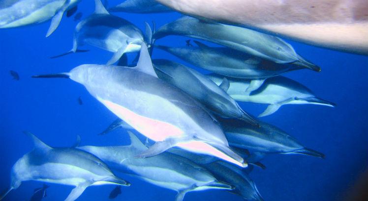 Mais de 1.400 golfinhos foram mortos na Ilha