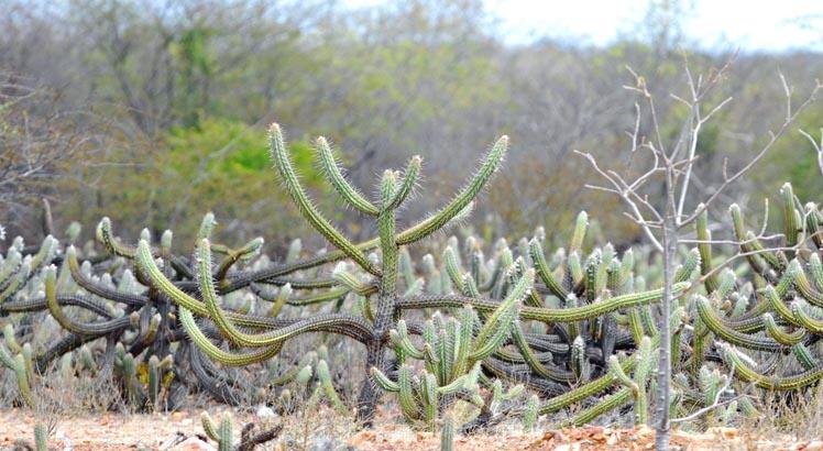 A programação começa nesta quarta e vai até a segunda-feira. No Recife, no Parque Dois Irmãos, visitantes podem conhecer plantas nativas da Caatinga