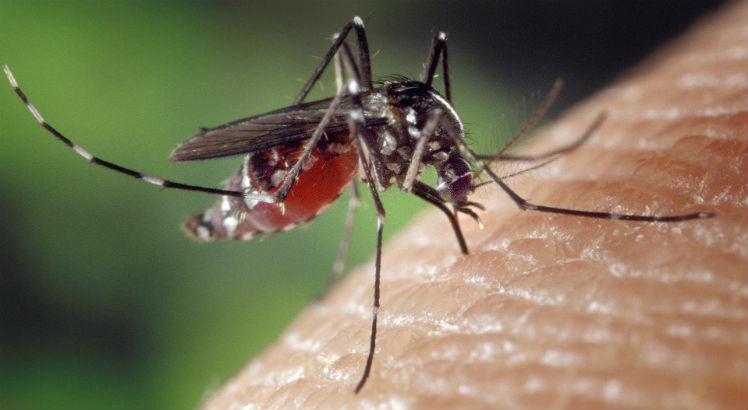Neste ano, j&aacute; foram registrados 45.209 casos suspeitos de dengue em 183 munic&iacute;pios pernambucanos 