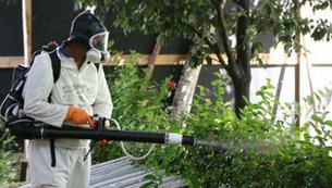 adulticida