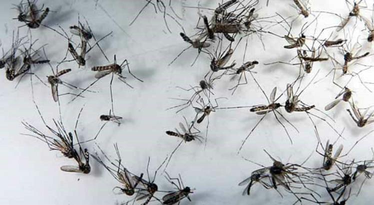 O ac&uacute;mulo de &aacute;gua parada contribui para a prolifera&ccedil;&atilde;o do mosquito e, consequentemente, maior dissemina&ccedil;&atilde;o da dengue 