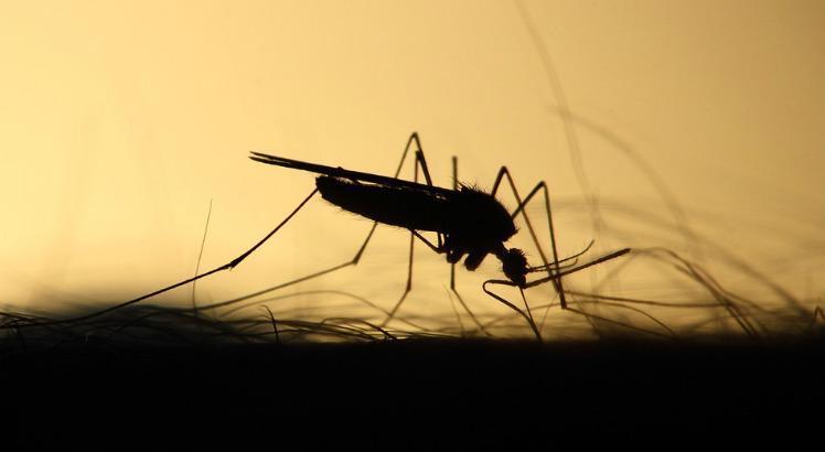 Os 44.022 casos suspeitos de dengue foram registrados em 183 munic&iacute;pios de Pernambuco