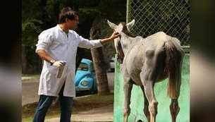 cavalos