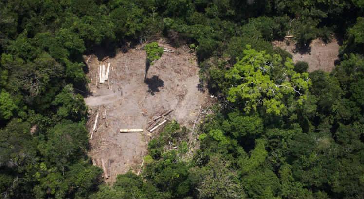 O desmatamento da Amaz&ocirc;nia manteve o ritmo de alta no m&ecirc;s de junho