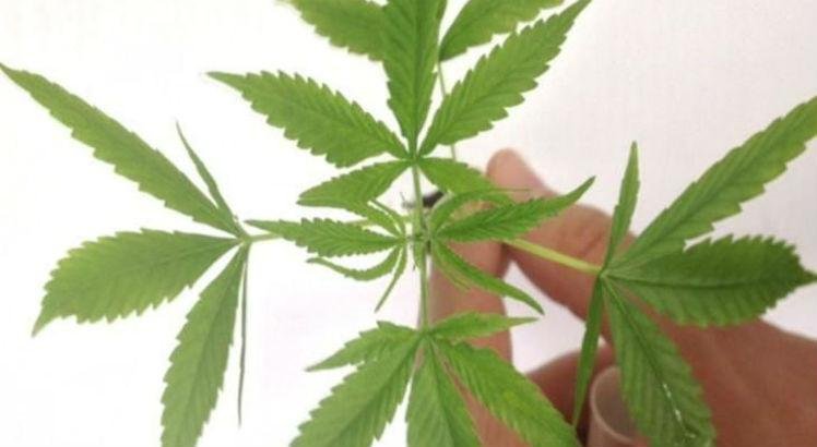 medicamentos-a-base-de-maconha