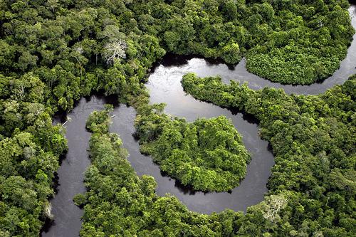 A floresta Amaz&ocirc;nica tem um dos mais ricos biomas do planeta