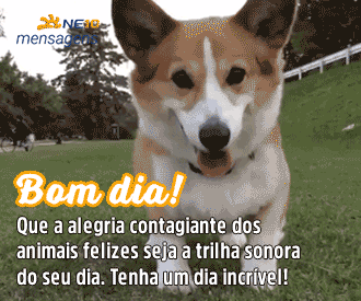 cachorrinho