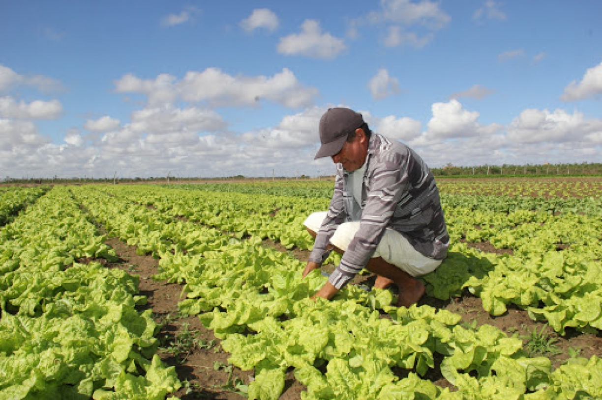 DIA DO AGRICULTOR: Saiba o que é comemorado e veja frases para homenagear os agricultores 